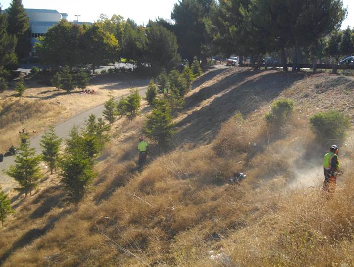 Weed Abatement and Garbage Cleanup Hilltop Mall Road