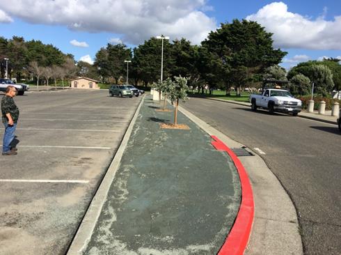 Marina Green parking lot median tree planting