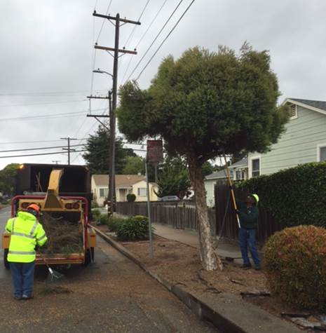Tree trimming at 744 Kern