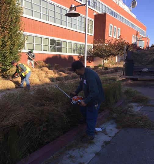 Civic Center Trimming