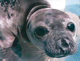 http://richmondcarotary.org/wp-content/uploads/2016/10/marine-mammal.jpg