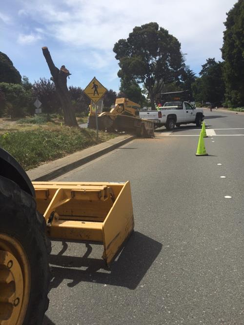 Acacia Removal (Marina)