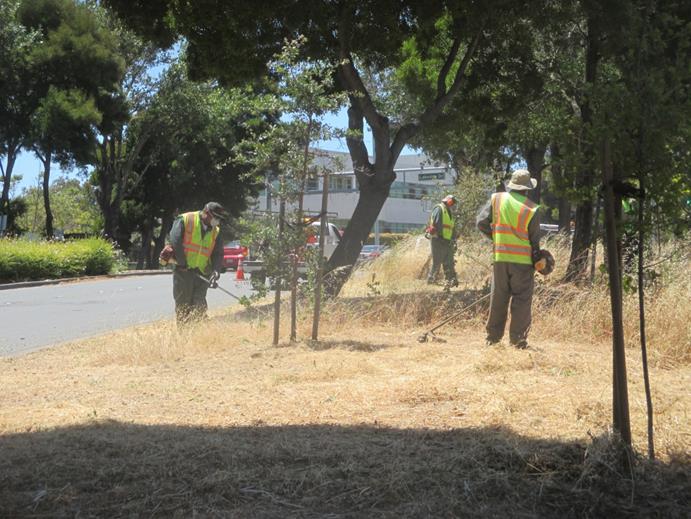 Parkway weed abatement