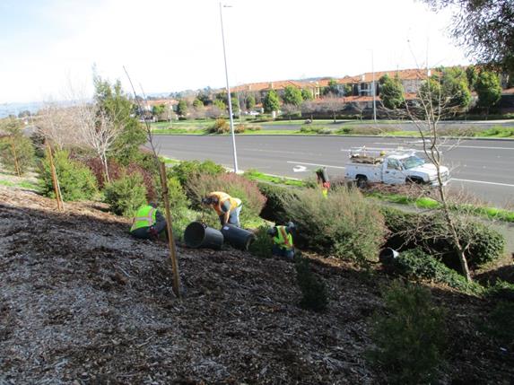 Weed abatement Richmond Parkway
