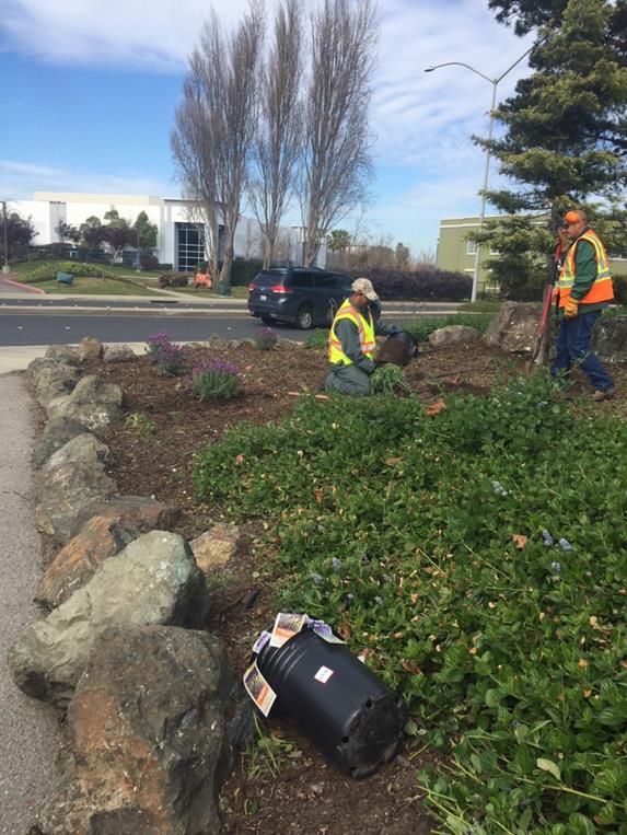 Rosebed Maintenance