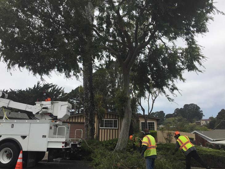 Napa Ave tree trim