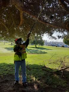 Tree prunning