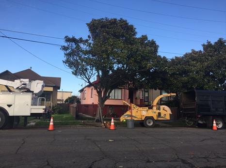 Tree trim 2360 Garvin