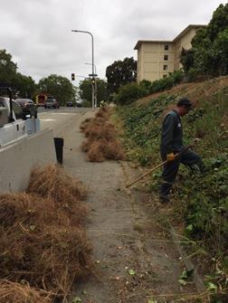 Barrett Ave_Weeding