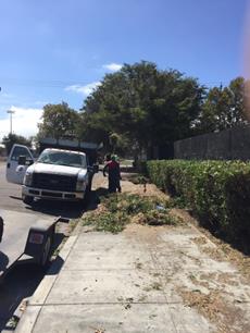 MLK Shrub pruning