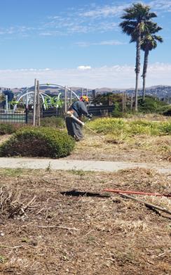 Lucrecia Park weed abatement