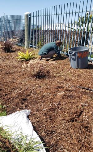 hand pulling weeds 1