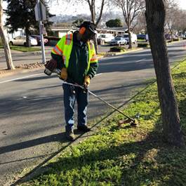 Cutting Ave vegetation maintenance
