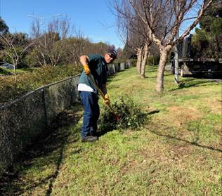 Cresent Park Vegetation Pruning
