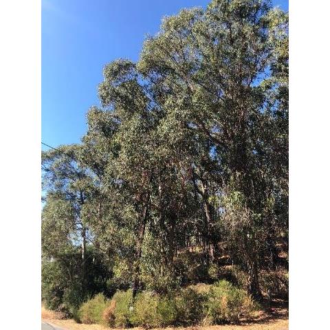 A picture containing tree, plant, gum tree Description automatically generated